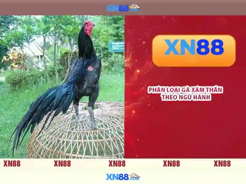 xn88 - Nền tảng cá cược và trò chơi trực tuyến