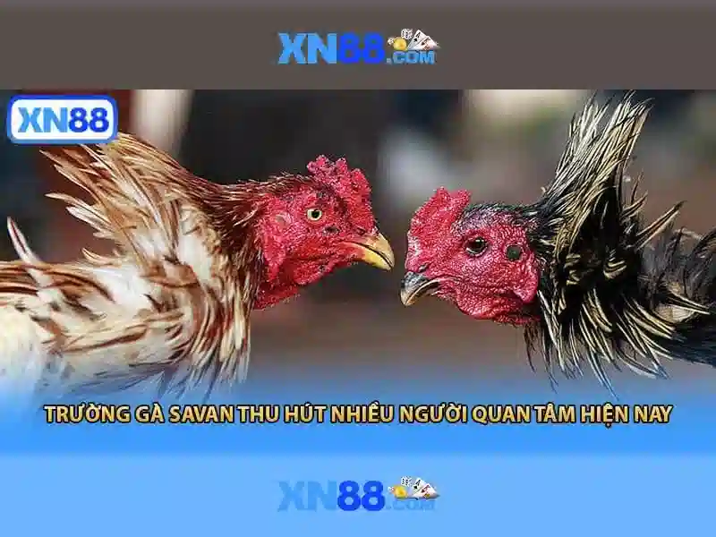 xn88: Giới thiệu về nền tảng cá cược và trò chơi trực tuyến