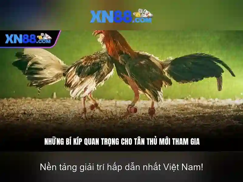 xn88: tổng quan về nền tảng cá cược trực tuyến