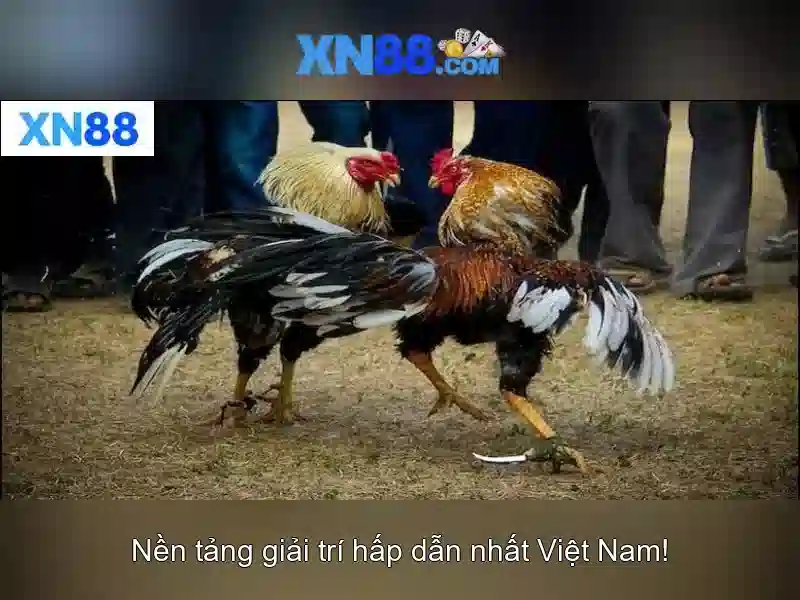 xn88 là gì và tại sao được quan tâm